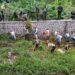 Aksi Bebersih Sungai, Menjelang Operasinya WTP Cipinang Gading
