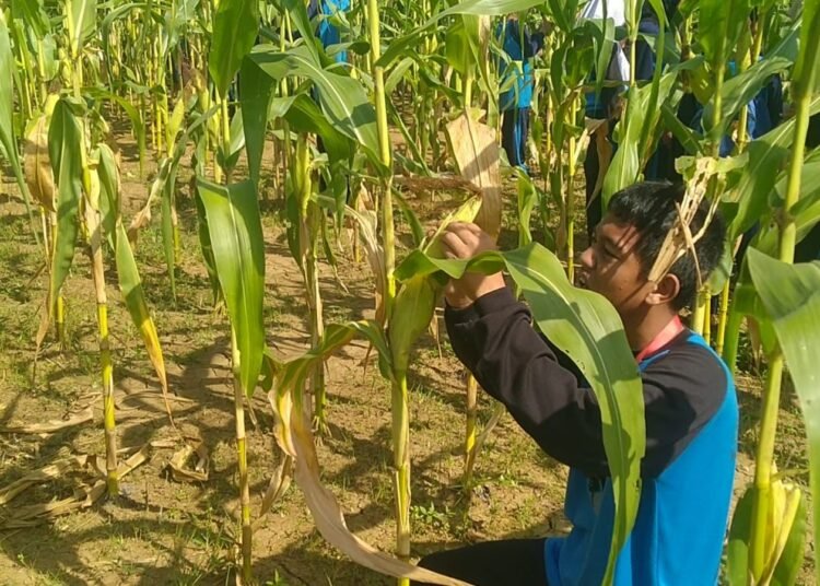 Implementasi Kurikulum Merdeka, Siswa SMP Darul Fikri Nanggung Panen Raya Jagung