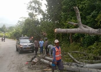 Pohon Besar di Cigudeg Tumbang hingga Menutup Jalan Warga