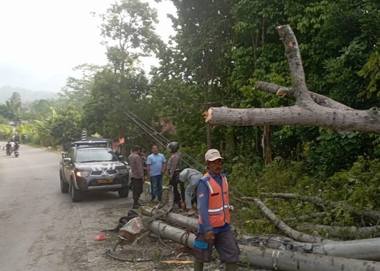 Pohon Besar di Cigudeg Tumbang hingga Menutup Jalan Warga