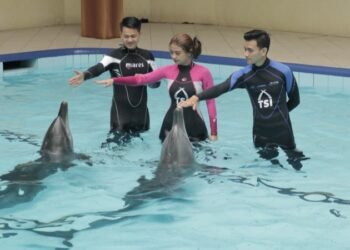 Gratis Masuk Taman Safari Bogor Khusus Guru TK, Ini Syaratnya!