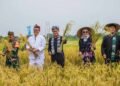 Saat Wali Kota Bima Arya Panen Padi di Ujung Masa Jabatan