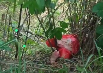 Temuan Kepala Babi di Kebun Bugel Gunungsindur Gegerkan Warga