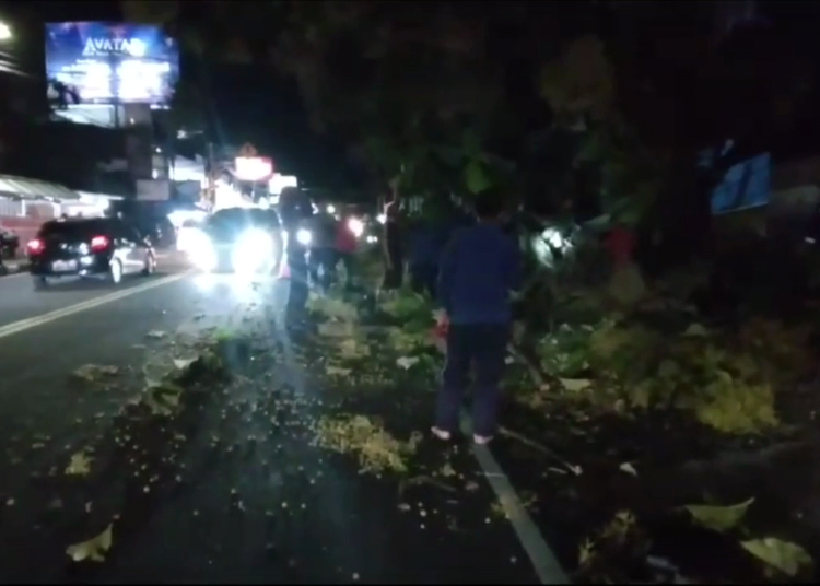 pohon tumbang