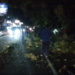 pohon tumbang