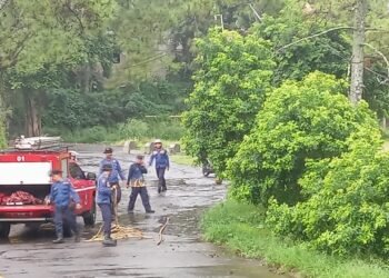 Jadi Penyebab Meninggalnya Anak 3 Tahun di Puncak, 12 Titik Sarang Tawon Dievakuasi Damkar