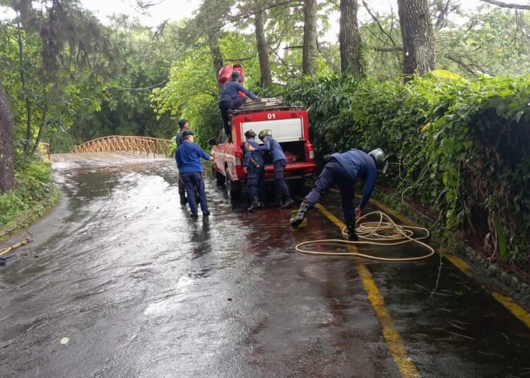 Bocah 3 Tahun di Puncak, Bogor Meninggal Dunia Usai Tersengat Tawon