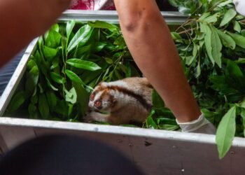 Mengantar 7 Kukang Jawa ke Sebaran Habitatnya Gunung Koneng