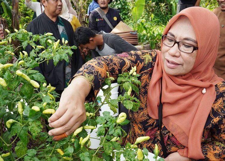 Kendalikan Inflasi dengan Tanam Cabai di Lahan Pertanian Perkotaan