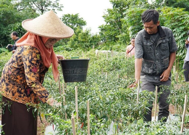 Potensi Untung ‘Pedas’ dari Cabai Pertanian Perkotaan
