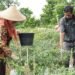 Potensi Untung ‘Pedas’ dari Cabai Pertanian Perkotaan