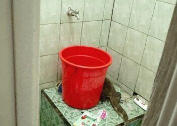 Bikin Panik Warga, Biawak 1,2 Meter Masuk Kamar Mandi, BPBD Gercep Evakuasi