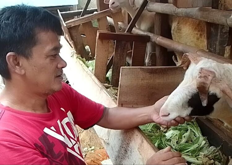 Kambing tanduk lima