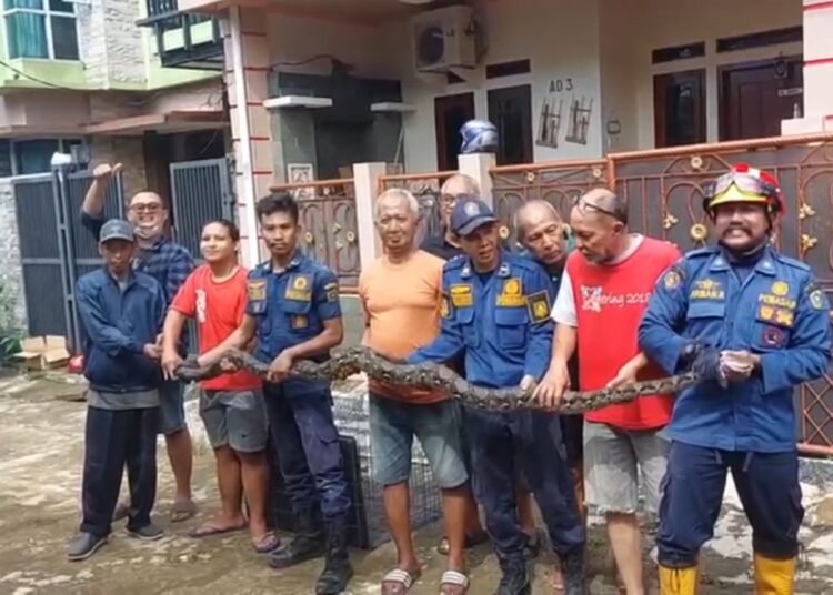Sembunyi di Gorong-gorong, Ular Sanca Pemangsa Kucing Dievakuasi Petugas Damkar