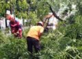 Pohon Tumbang di Pasir Mulya Kota Bogor Tutup Akses Jalan