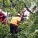 Pohon Tumbang di Pasir Mulya Kota Bogor Tutup Akses Jalan