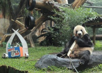 Peringati International Panda Day, Taman Safari Bogor Galang Penyelamatan Populasi Satwa
