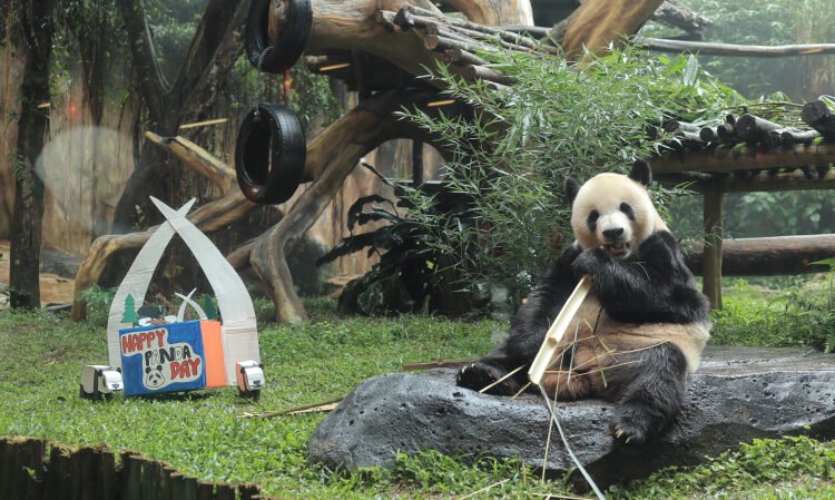 Peringati International Panda Day, Taman Safari Bogor Galang Penyelamatan Populasi Satwa