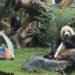 Peringati International Panda Day, Taman Safari Bogor Galang Penyelamatan Populasi Satwa