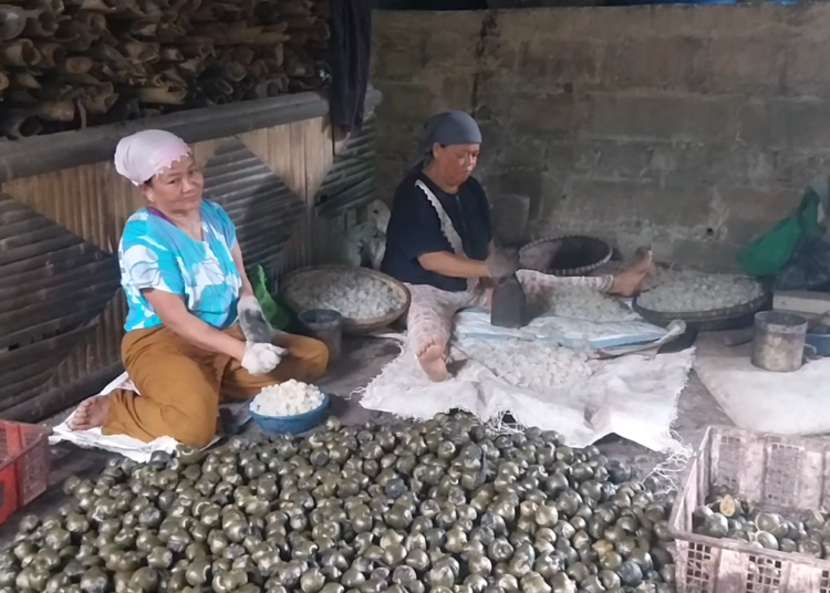petani kolang kaling