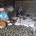 petani kolang kaling