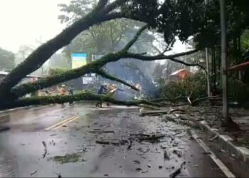 Pohon Trembesi 'Raksasa' Tumbang Melintang di Jalan Raya Puncak Bogor