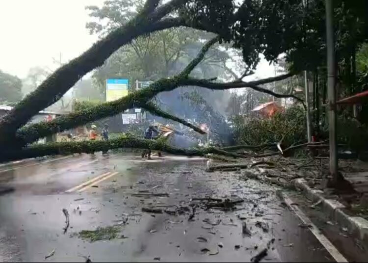 Pohon Trembesi 'Raksasa' Tumbang Melintang di Jalan Raya Puncak Bogor