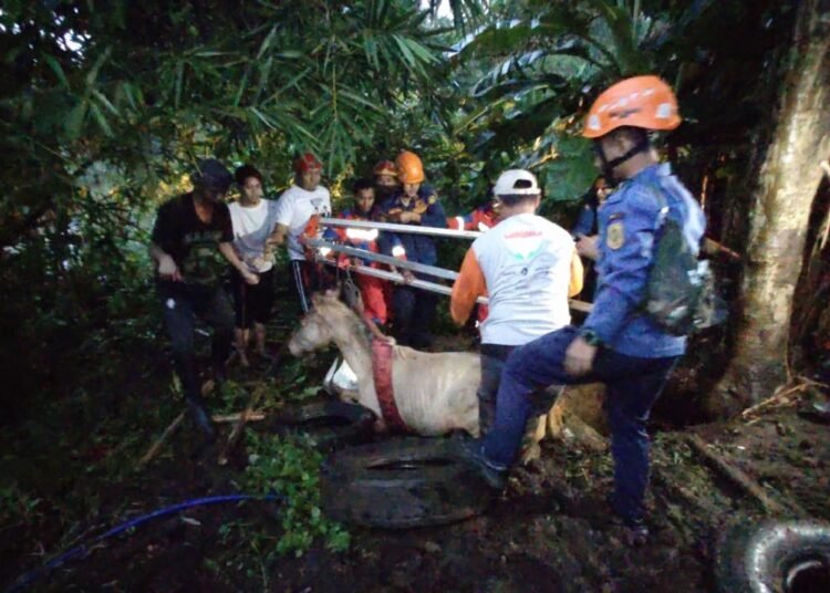 Heboh, Kuda Sumbawa Terjebak Dalam Sumur di Sukaraja