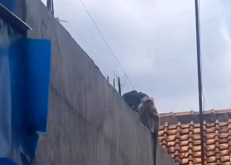 Kawanan Monyet Liar Datangi Pemukiman Warga Kota Bogor