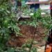 Tebing Sungai Ciliwung di Katulampa Longsor, 2 Rumah Terancam