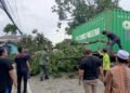 Tertabrak Truk Kontainer, Dahan Pohon Akasia di Jalan Raya Pemda Tumbang Timpa Mobil