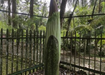 Mekarnya Bunga Bangkai Jadi Tawaran Menarik Kebun Raya Cibodas pada Libur Lebaran