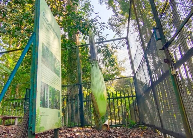 Jadi Kado Ulang Tahun ke-172,  Bunga Bangkai di Kebun Raya Cibodas Segera Mekar Sempurna