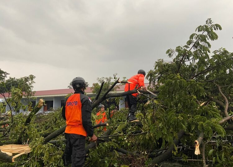 Lagi, Pohon Tumbang Tutup Akses hingga Timpa Mobil Milik Warga