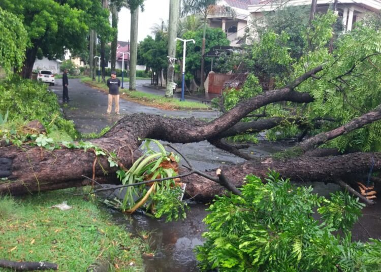 Hujan Disertai Angin Sebabkan Pohon Tumbang hingga Tutup Akses Warga di Cibinong