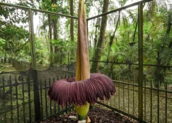 Mekarnya Bunga Bangkai Jadi Kado Istimewa Ulang Tahun ke-172 Kebun Raya Cibodas