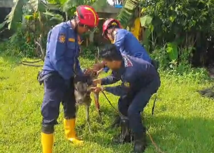 Damkar Bogor Evakuasi Rusa Tutul yang Berkeliaran di Jembatan Timbang