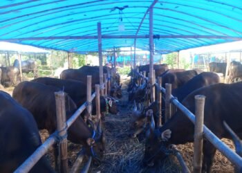 Jelang Idul Adha, Pemkab Bogor Gandeng IPB Periksa Kesehatan Hewan Kurban 