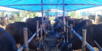 Jelang Idul Adha, Pemkab Bogor Gandeng IPB Periksa Kesehatan Hewan Kurban 