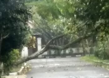 6 Pohon Tumbang Terjadi Hampir Bersamaan di Kota Bogor
