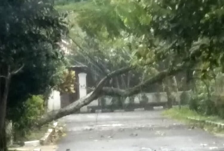 6 Pohon Tumbang Terjadi Hampir Bersamaan di Kota Bogor