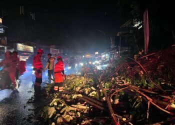 Pohon Kecopong di Jalan KS Tubun Tumbang, Pemotor Tewas 