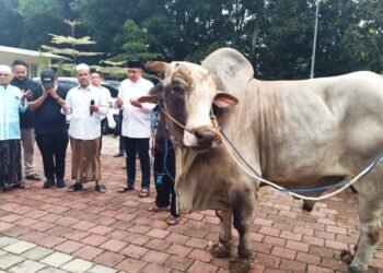 Wasekjen DPP Gerindra Distribusikan 48 Sapi Kurban Prabowo Subianto di Babakan Madang