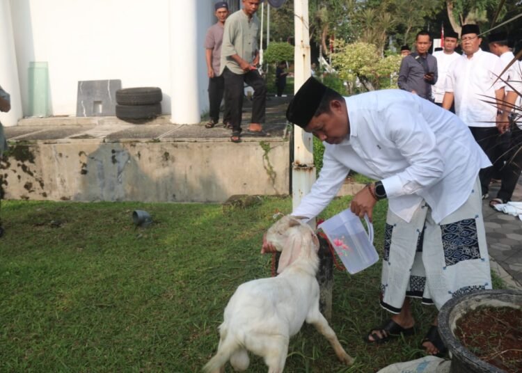 Idul Adha, Pemkab Bogor Salurkan 95 Hewan Kurban untuk Masyarakat 