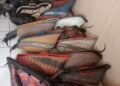 Beraksi di Siang Bolong, 10 Pelaku Judi Sabung Ayam di Cibinong Ditangkap Polisi