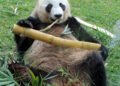 Ini Fakta-fakta Unik Giant Panda Asal Tiongkok, Bisa Dilihat di Taman Safari Bogor
