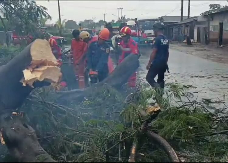 Pohon Senggon Setinggi 10 Meter Tumbang Melintang di Jalan Narogong