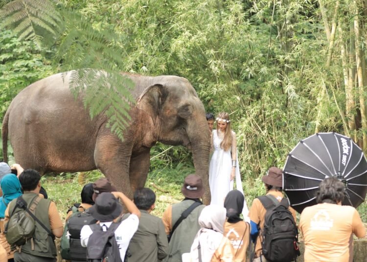 Puncak Roadshow IAPVC 2024 di Taman Safari Bogor: Kompetisi Foto dan Video Satwa Taman Safari Indonesia ke 33
