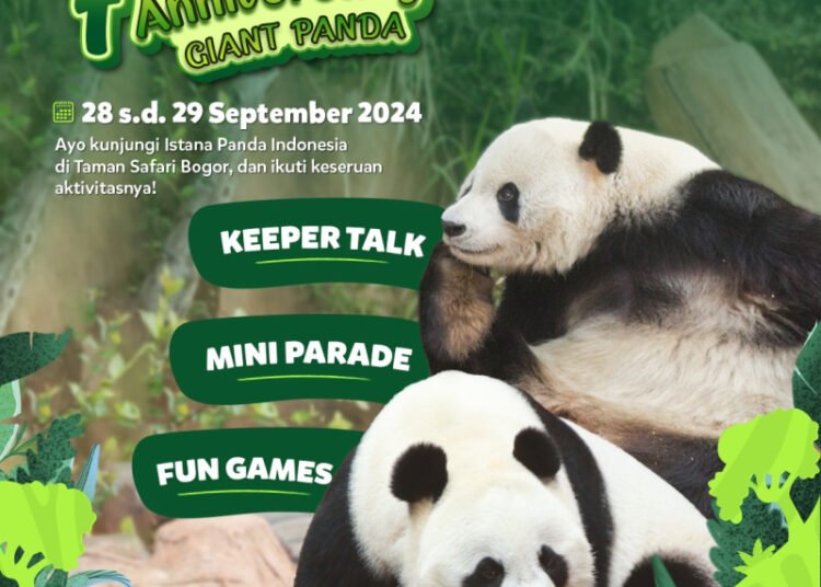 Sambut Anniversary Giant Panda ke-7, Taman Safari Bogor Siapkan Mini Parade Unik