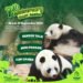 Sambut Anniversary Giant Panda ke-7, Taman Safari Bogor Siapkan Mini Parade Unik